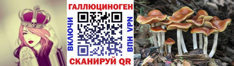 дарк нет состав  Барыш  Галлюциногенные грибы MAGIC MUSHROOMS 